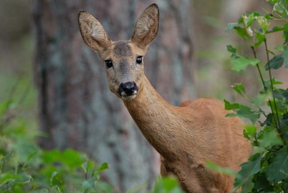 Wilde dieren spotten | Bospark De Schaapskooi