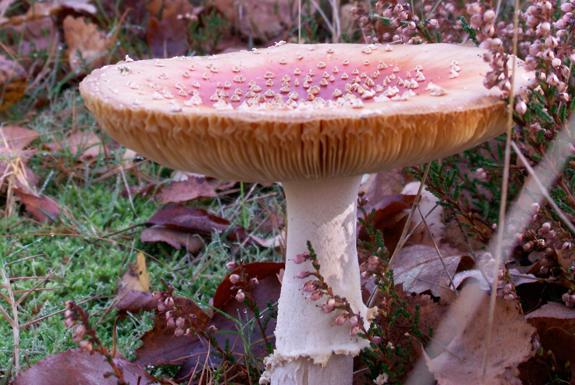 Paddenstoelen zoeken | Bospark De Schaapskooi